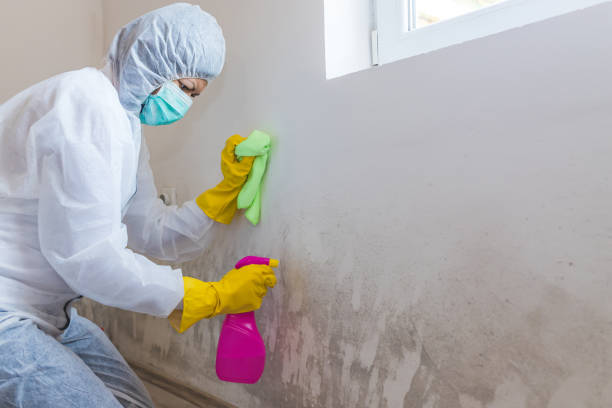 Best Mold Removal for HVAC Installations  in Carter Lake, IA