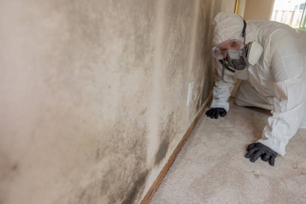  Carter Lake, IA Mold Removal Services Pros